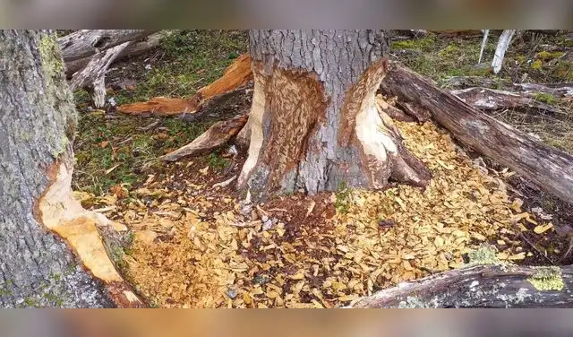 Los bosques de la Patagonia están formados por especies como coihues, lengas, ñires y raulíes, árboles del género Nothofagus que no pueden sobrevivir en humedales y requieren varias décadas para alcanzar su crecimiento.
