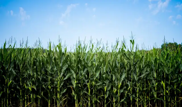 Argentina estableció un récord en la producción de maíz para la campaña agrícola 2025/26, proyectando una cosecha de 71,5 millones de toneladas, la más alta de su historia.