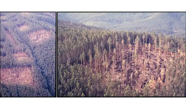 Vistas aéreas del Proyecto de Sistemas Silvícolas de Tanjil Bren. Izquierda: Pequeñas zonas despejadas de tamaño variable y forma. Derecha: Aclareo intensivo. Foto: Centre for Forest Tree Technology Vistas aéreas del Proyecto de Sistemas Silvícolas de Tanjil Bren. Izquierda: Pequeñas zonas despejadas de tamaño variable y forma. Derecha: Aclareo intensivo. Foto: Centre for Forest Tree Technology
