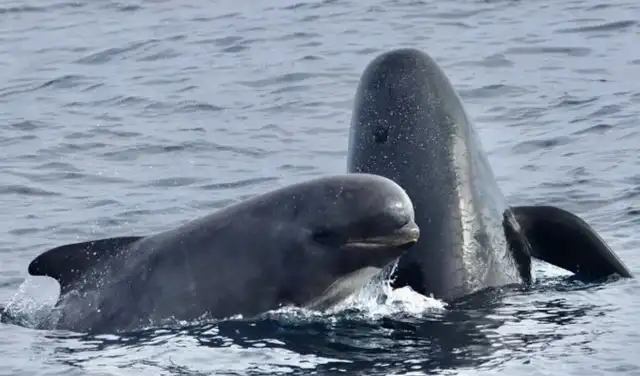 a ballena piloto de aleta larga es una especie de delfín. Foto: iNaturalist