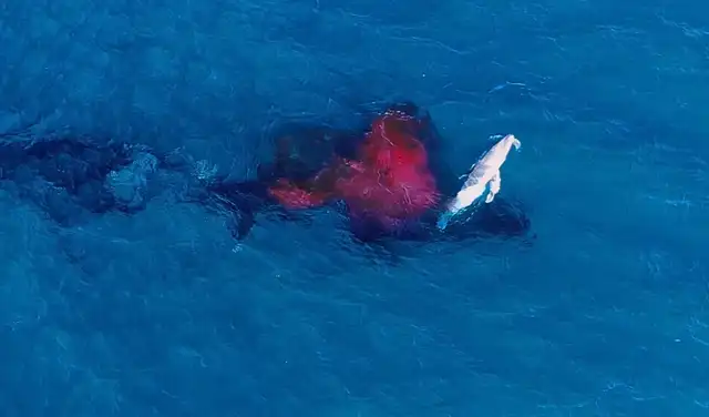 Apareció una columna de sangre bajo la ballena y una pequeña cría emergió a la superficie. Foto: Alexander Forrest/ORRCA Apareció una columna de sangre bajo la ballena y una pequeña cría emergió a la superficie. Foto: Alexander Forrest/ORRCA