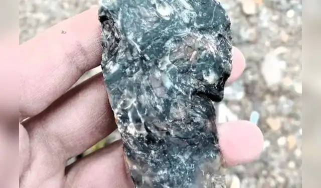 Fosil encontrado en la Patagonia por los científicos. Fosil encontrado en la Patagonia por los científicos.