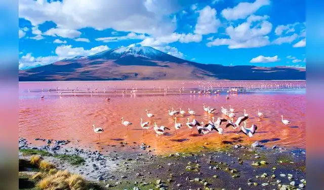Flamencos andinos en la laguna colorada.