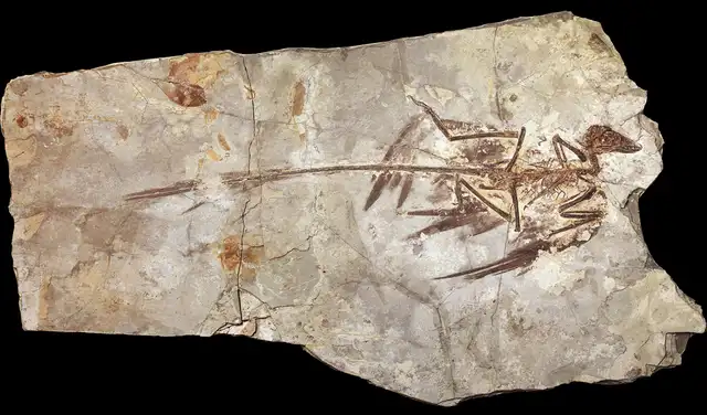 Fósil de Microraptor, uno de los dinosaurios más pequeños conocidos. Foto: Mick Ellison / AMNH Fósil de Microraptor, uno de los dinosaurios más pequeños conocidos. Foto: Mick Ellison / AMNH