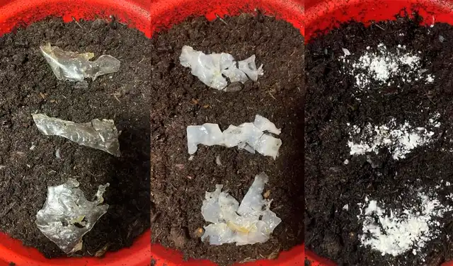 Esta imagen muestra tres fases de la biodegradación del plástico en el suelo. Eco Purge libera su enzima en el medio ambiente para descomponer otros microplásticos. Foto. The Earth Prize Esta imagen muestra tres fases de la biodegradación del plástico en el suelo. Eco Purge libera su enzima en el medio ambiente para descomponer otros microplásticos. Foto. The Earth Prize