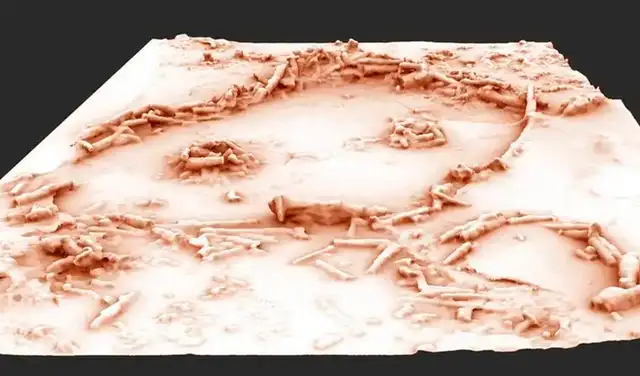 Los científicos realizaron una reconstrucción en 3D de las estructuras artificiales. Foto: Xavier Muth