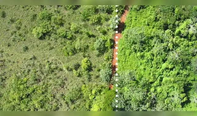 Princeton probó en Restoration Ecology que cáscaras de naranja de los 90 elevaron 176% la biomasa de un bosque. Foto: Tim Treuer