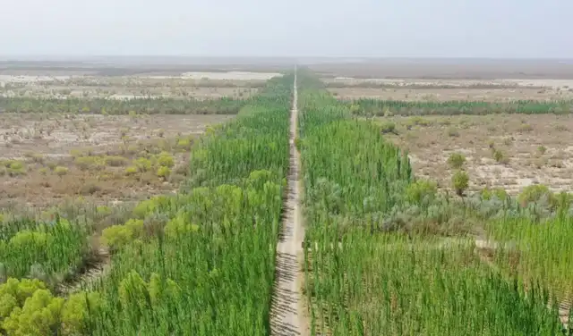 El bosque protector junto al desierto de Taklamakán, en Xinjiang, China. Foto: Xinhua El bosque protector junto al desierto de Taklamakán, en Xinjiang, China. Foto: Xinhua
