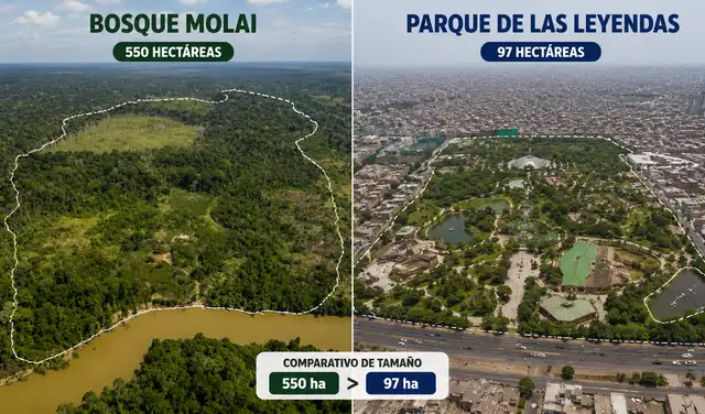 Con una extensión de 550 hectáreas, el bosque Molai supera por 5.7 veces al Parque de las Leyendas. Foto: Ilustración LR/ChatGPT