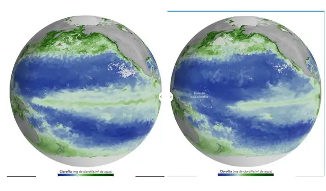 Mapas que muestran los promedios mensuales de concentración de clorofila correspondientes a junio de 2025 (izquierda), en condiciones neutras, y junio de 2026 (derecha), cuando El Niño se intensifica. Foto: NASA Mapas que muestran los promedios mensuales de concentración de clorofila correspondientes a junio de 2025 (izquierda), en condiciones neutras, y junio de 2026 (derecha), cuando El Niño se intensifica. Foto: NASA