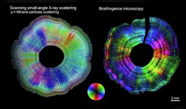La orientación interna del cuerno del narval. La orientación interna del cuerno del narval.