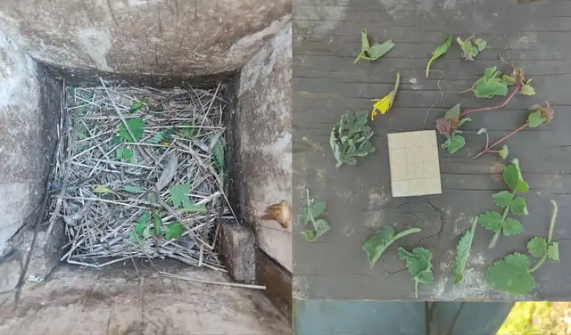 Caja nido de estornino manchado que contiene *Narcissus bulbocodium*, *Thapsia villosa*, *Lamium purpureum*, *Aristolochia paucinervis* y (tentativamente, aún no confirmado) *Erodium cicutarium*. Foto: Jorge Garrido-Bautista Caja nido de estornino manchado que contiene *Narcissus bulbocodium*, *Thapsia villosa*, *Lamium purpureum*, *Aristolochia paucinervis* y (tentativamente, aún no confirmado) *Erodium cicutarium*. Foto: Jorge Garrido-Bautista
