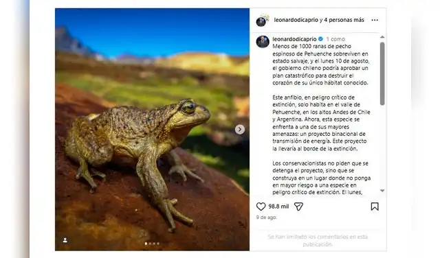 El actor Leonardo DiCaprio salió en defensa de la rana pehuenche ( Alsodes pehuenche ), un anfibio en peligro crítico de extinción, a través de un comunicado en Instagram. Foto: @leonardodicaprio/Instagram
