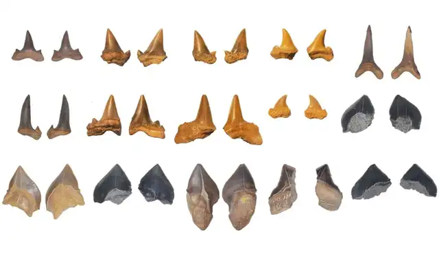 Los 14 dientes representaban a varias especies. Foto: Yassin et al., Cretac. Res. , 2026 Los 14 dientes representaban a varias especies. Foto: Yassin et al., Cretac. Res. , 2026