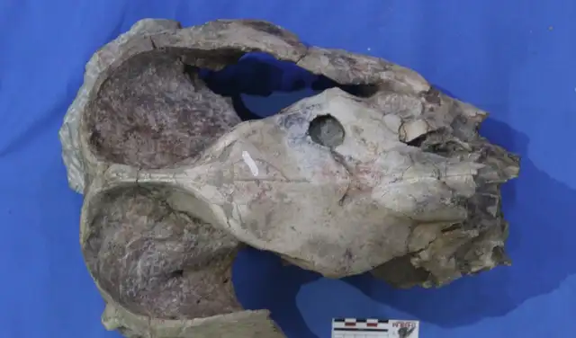 Cráneo de Pericotoxodon platignathus que muestra la marca de punción probablemente hecha por Purussaurus neivensis. Foto: Universidad de Helsinki. Cráneo de Pericotoxodon platignathus que muestra la marca de punción probablemente hecha por Purussaurus neivensis. Foto: Universidad de Helsinki.
