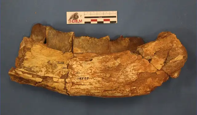 Mandíbula de Xenastrapotherium kraglievichi que presenta marcas de depredación por Purussaruus neivensis y posible carroña por Langstonia huilensis. Foto: Universidad de Helsinki Mandíbula de Xenastrapotherium kraglievichi que presenta marcas de depredación por Purussaruus neivensis y posible carroña por Langstonia huilensis. Foto: Universidad de Helsinki