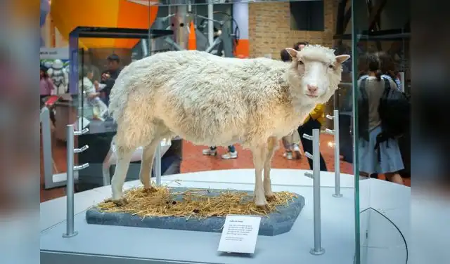 La oveja Dolly fue disecada y hoy puede verse en el Museo Nacional de Escocia, en Edimburgo. Foto: Juraj Kamenicky/Shutterstock