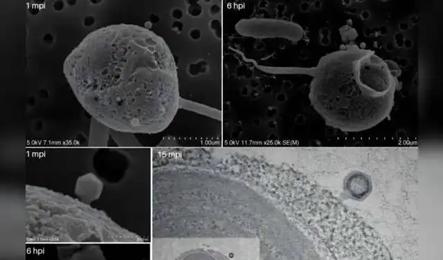 Micrografías SEM y TEM muestran la fijación de la cola en el sistema PelV1 de Pelagodinium durante la infección temprana. Foto: bioRxiv Micrografías SEM y TEM muestran la fijación de la cola en el sistema PelV1 de Pelagodinium durante la infección temprana. Foto: bioRxiv