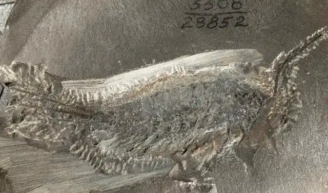 En la imagen, el ejemplar fosilizado hace 324 millones de años. Foto: Tihelka et al