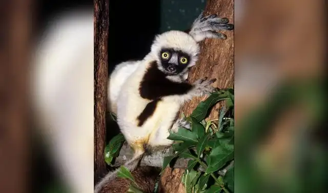 El lémur que protagonizó la serie Zoboomafoo, llamado Jovian, murió el 10 de noviembre de 2014 a la edad de 20 años y medio. Foto: El Mundo