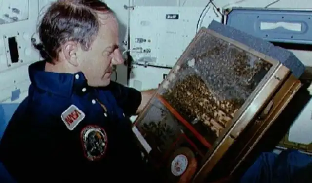 Abejas en el espacio, examinadas por James van Hoften, miembro de la tripulación del Challenger en 1984. Foto: NASA Abejas en el espacio, examinadas por James van Hoften, miembro de la tripulación del Challenger en 1984. Foto: NASA