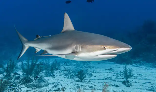 El tiburon blanco es uno de los depredadores más grandes del mundo.
