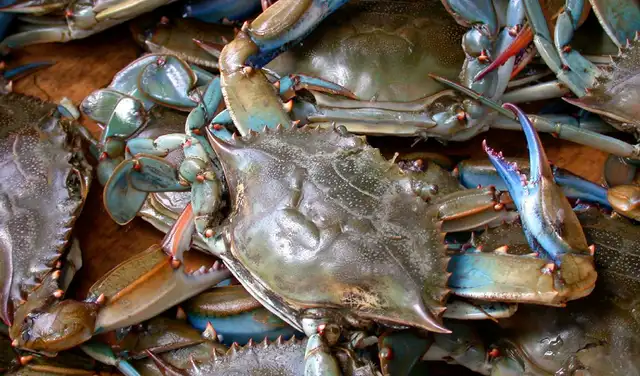 Los cangrejos azules son originarios de la costa este de América. Foto: Wikimedia