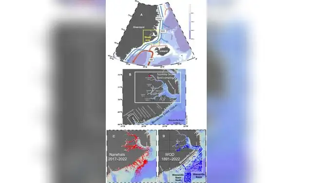 Área de estudio con la extensión geográfica de los datos recopilados sobre narvales y las entradas de WOD utilizadas en este estudio. Foto: Science Advances
