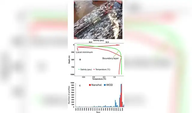 Extensión temporal de los datos recopilados por narvales y WOD para el área de estudio. Foto: Science Advances