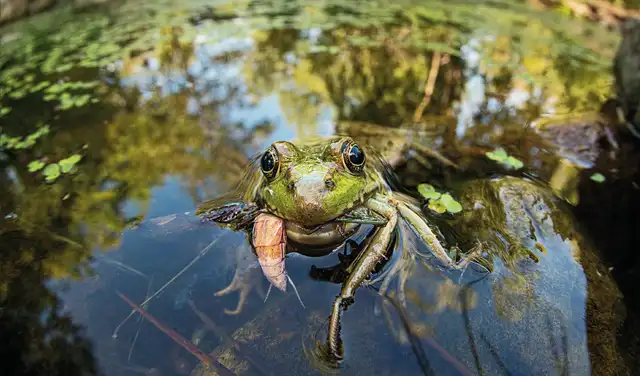 Los sapos americanos fueron los primeros en llegar al estanque. Foto: National Wildlife Federation Los sapos americanos fueron los primeros en llegar al estanque. Foto: National Wildlife Federation