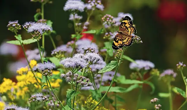 Alrededor del estanque se plantaron especies que atraen a los polinizadores. Foto: National Wildlife Federation Alrededor del estanque se plantaron especies que atraen a los polinizadores. Foto: National Wildlife Federation