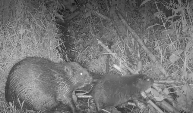 Un castor macho adulto y una de las crías recién nacidas captadas por una cámara de vigilancia. Foto: National Trust Un castor macho adulto y una de las crías recién nacidas captadas por una cámara de vigilancia. Foto: National Trust