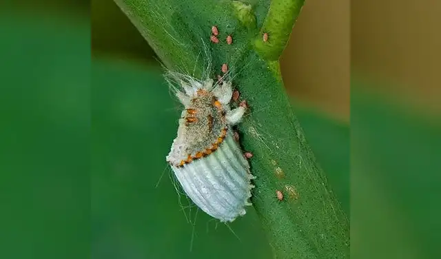 Este es el Tectococcus ovatus que se usa para combatir la invasión del guayabo de fresa. Este es el Tectococcus ovatus que se usa para combatir la invasión del guayabo de fresa.