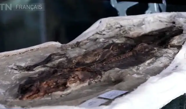 Fósil de un animal marino encontrado en el desierto de Egipto.