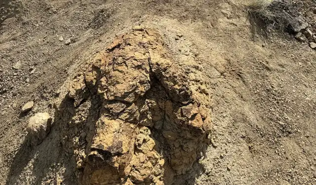 Cada huella del T. rex mide aproximadamente 0,9 metros de largo. Foto: Tyler Lyson/Museo de Naturaleza y Ciencia de Denve Cada huella del T. rex mide aproximadamente 0,9 metros de largo. Foto: Tyler Lyson/Museo de Naturaleza y Ciencia de Denve