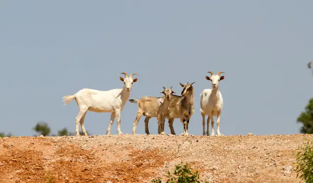 Cabras salvajes. Foto: WeAreSa