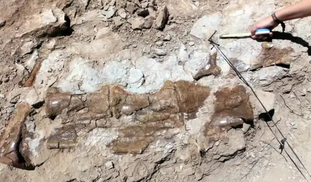 Varias vértebras de la cola del Diplodocus descubiertas en el yacimiento de La Tejería. Foto: undación Conjunto Paleontológico de Teruel-Dinópolis