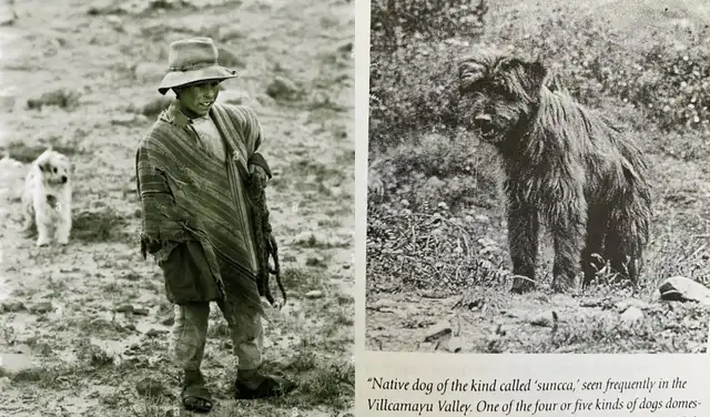 en le izquierda se ve un niño de Puno hace 60 años aprox. y a la derecha hay una publicación de Highan Bighman que menciona el chaku cusqueño.