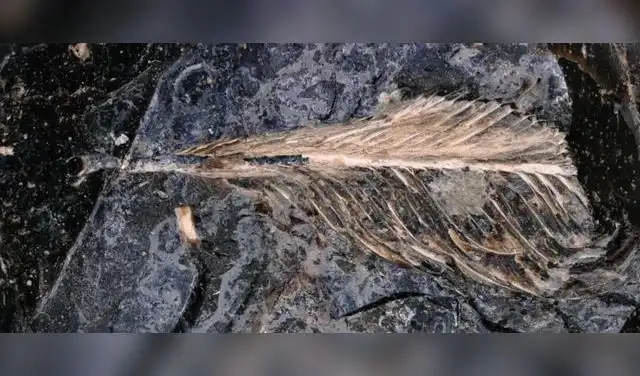 Pluma fosilizada en el excremento del dinosario.