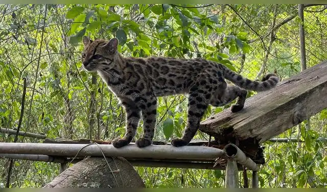 El ejemplar tipo de la especie de gato tigre recientemente identificada, Leopardus tilcayo , originaria del bosque nuboso boliviano. Foto: Paola Nogales-Ascarrunz