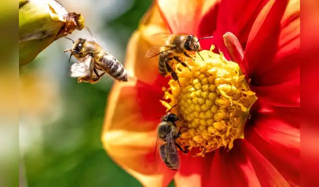 La investigación destaca que la desaparición de lugares para anidar y el uso de pesticidas son las principales amenazas para estas abejas. La investigación destaca que la desaparición de lugares para anidar y el uso de pesticidas son las principales amenazas para estas abejas.