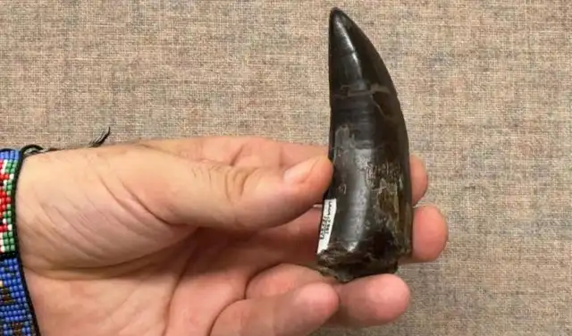 Uno de los dientes de dinosaurio analizados por la UCLA. Foto: UCLA Uno de los dientes de dinosaurio analizados por la UCLA. Foto: UCLA