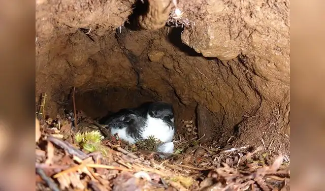 Las aves tratan de proteger sus nidos de las ratas en la isla. Las aves tratan de proteger sus nidos de las ratas en la isla.