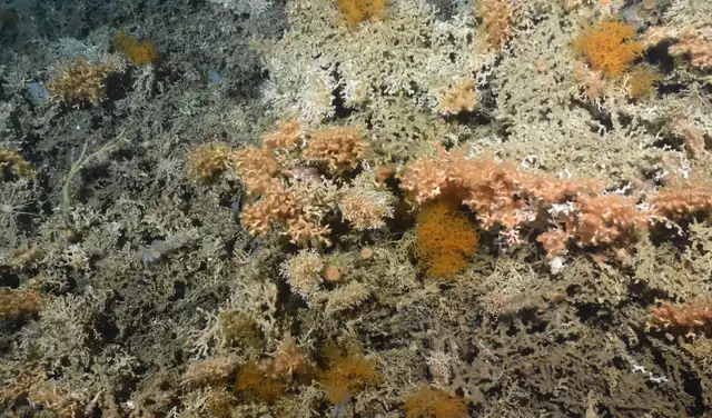 Arrecife de coral prístino frente al Banco Porcupine. Foto: Ifremer Redecor 2026