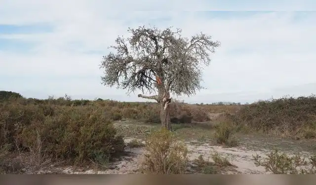 Además de la fauna silvestre, factores como el cambio climático y la sobreexplotación del acuífero agravan la situación del piruétano.