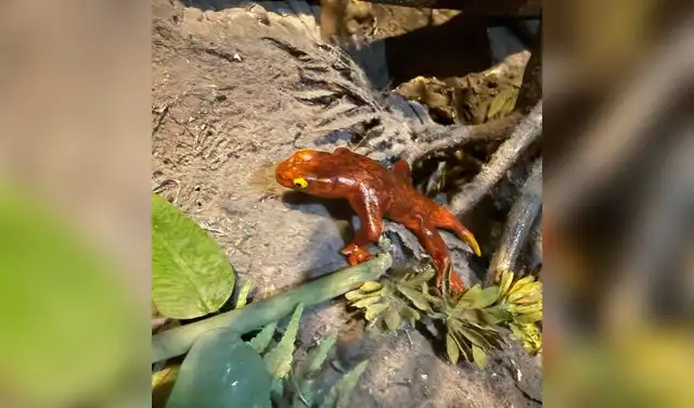 se confundió con la especie Amphibamus grandiceps, pero un análisis minucioso permitió su correcta identificación. se confundió con la especie Amphibamus grandiceps, pero un análisis minucioso permitió su correcta identificación.