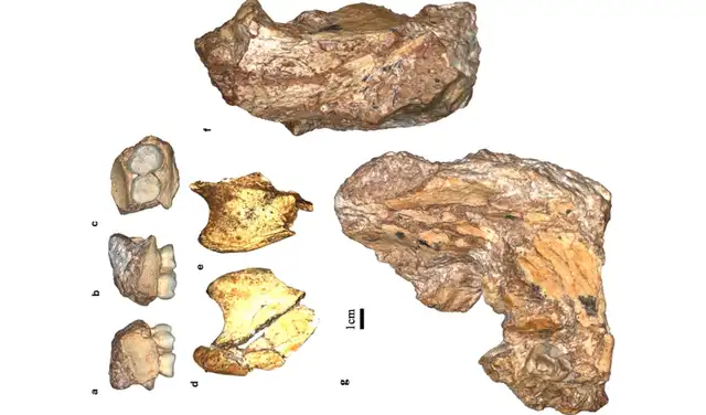 Fragmentos fósiles de Homo erectus. Foto: JM Martin et al., Annals of Human Biology