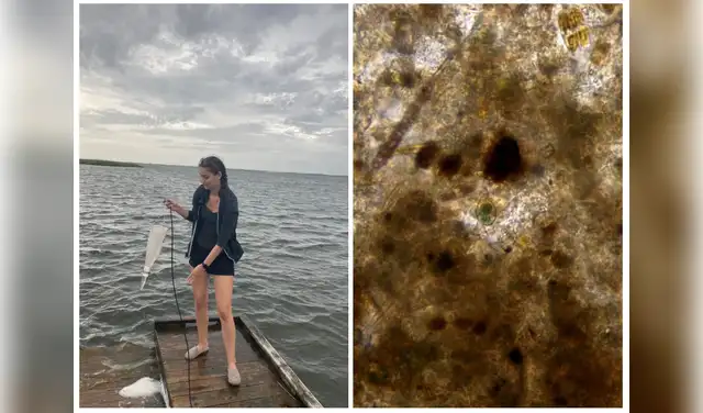 Van Etten colectó muestras en Carolina del Norte en 2021 y logró avistar una célula de Paulinella verde con su microscopio casero. Foto: Julia Van Etten/NYT