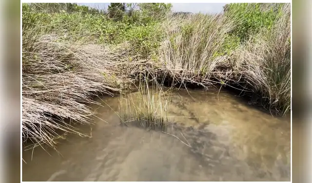 Este hallazgo representa un hito evolutivo, brindando información sobre la asimilación de cianobacterias por un organismo hace 90 a 140 millones de años. Foto: Julia Van Etten/NYT