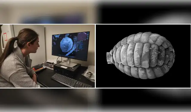 La Dra. Van Etten observó la célula de Paulinella usando un microscopio electrónico en el Laboratorio Bigelow de Maine. Foto: Julia Van Etten/NYT